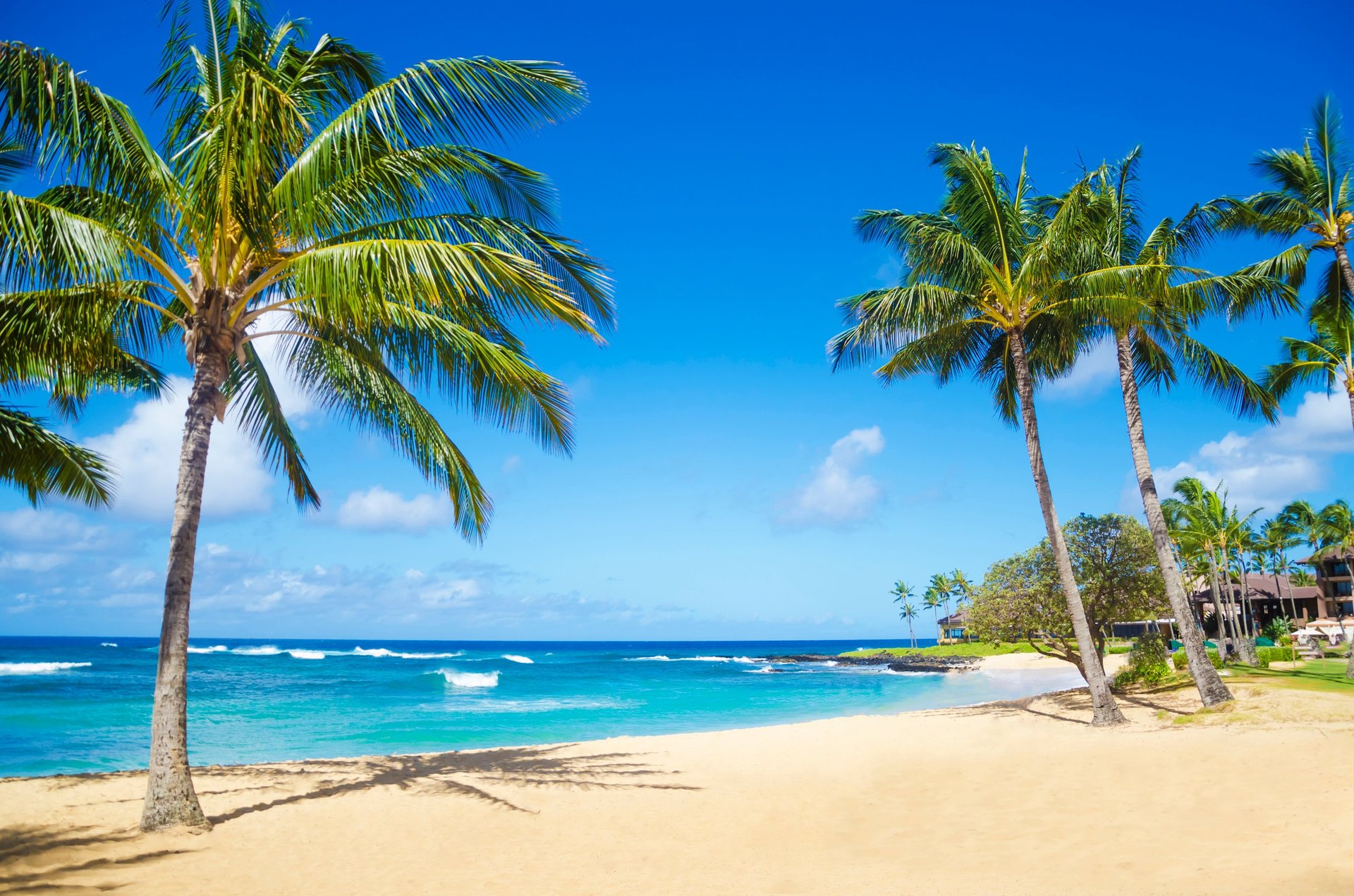 Hawaii tropical beach with palm trees