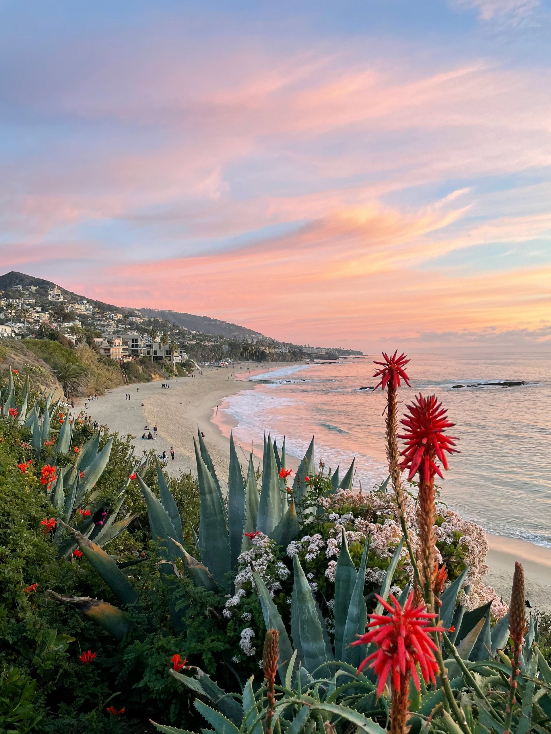 Sunset view of a coastal beach with red aloe flowers in foreground, sandy shore below, and hillside homes along the coast